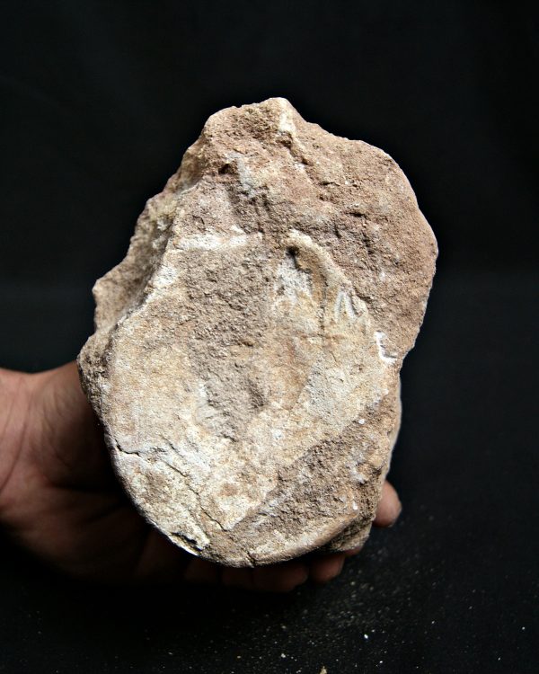 Vértebra de mosasaurio