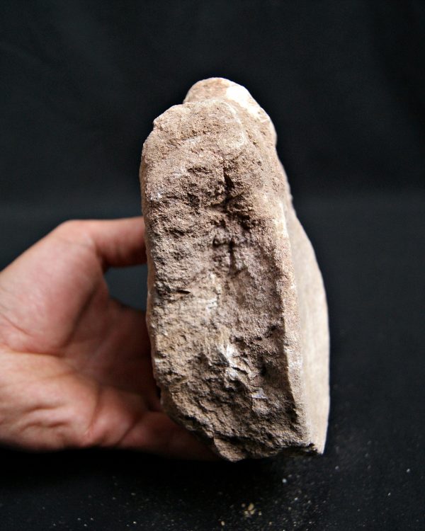 Vértebra de mosasaurio