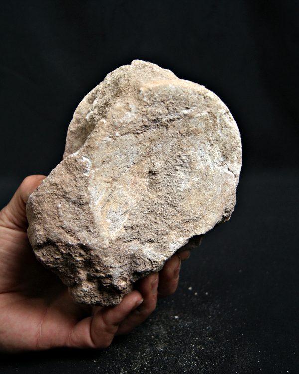 Vértebra de mosasaurio