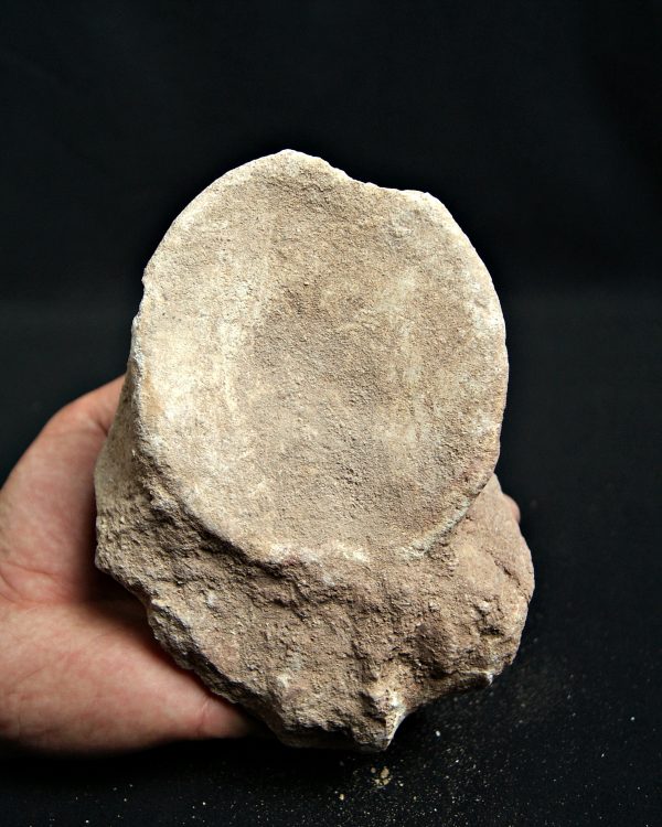 Vértebra de mosasaurio