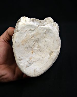 SONY DSC Vértebra de plesiosaurio