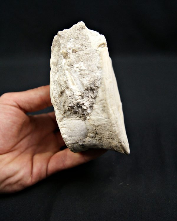 SONY DSC Vértebra de plesiosaurio