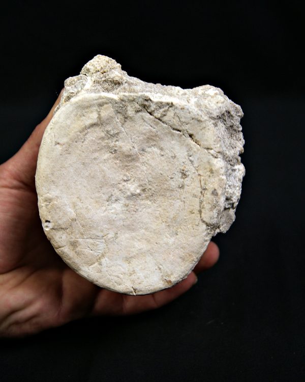 SONY DSC Vértebra de plesiosaurio