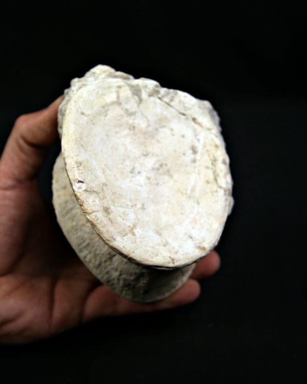 SONY DSC Vértebra de plesiosaurio