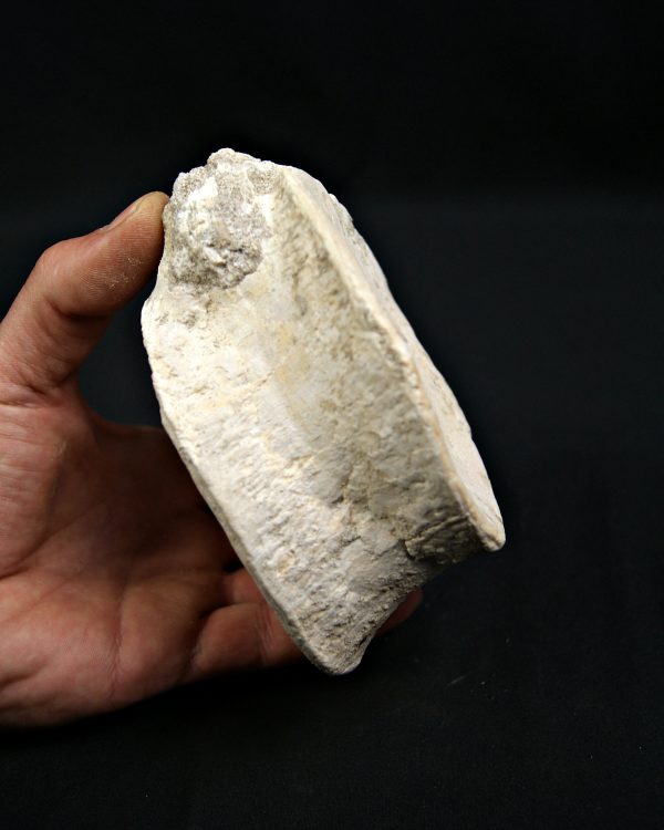 SONY DSC Vértebra de plesiosaurio