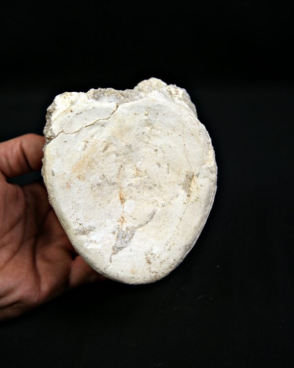 SONY DSC Vértebra de plesiosaurio