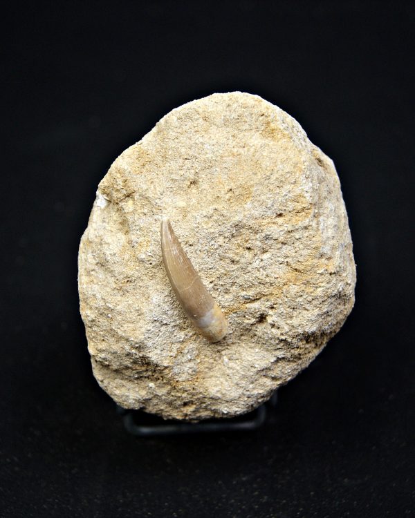 SONY DSC Plesiosaurio con matriz