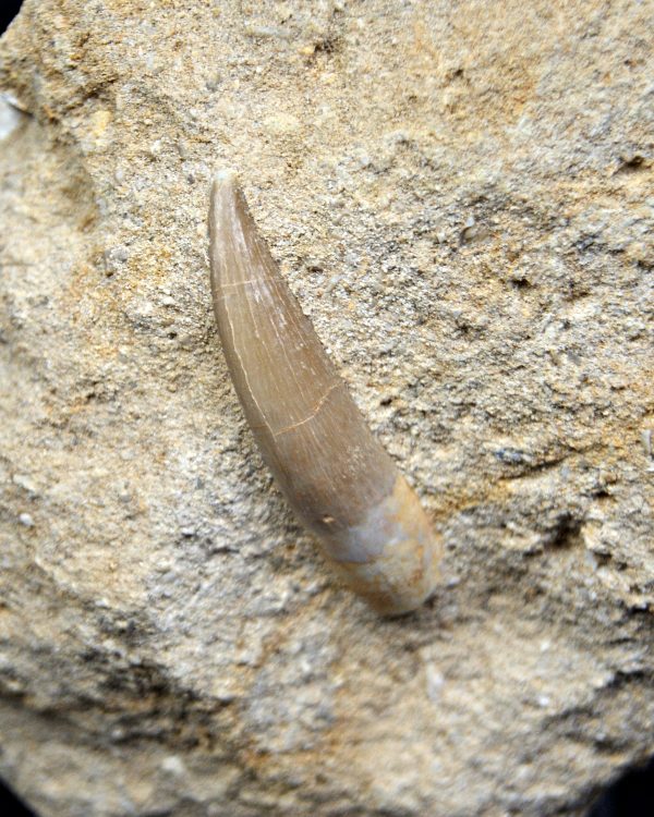 SONY DSC Plesiosaurio con matriz