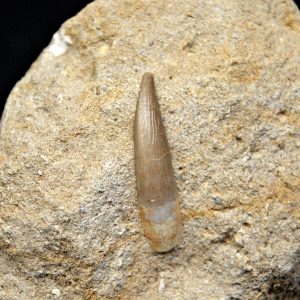 Plesiosaurio con matriz