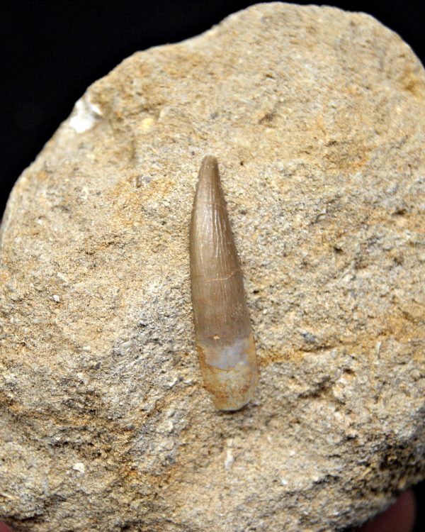 SONY DSC Plesiosaurio con matriz