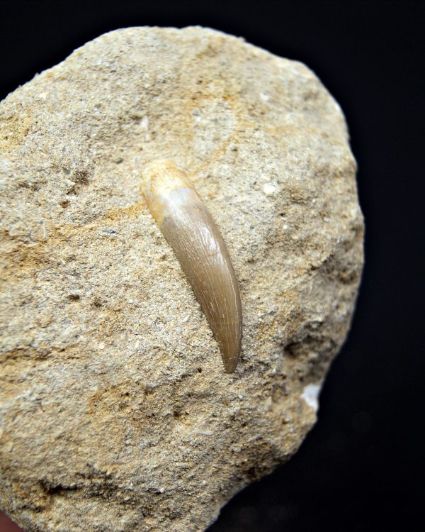 SONY DSC Plesiosaurio con matriz