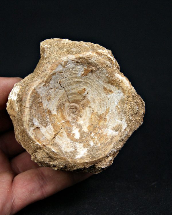 SONY DSC Vértebra de Enchodus ibicus