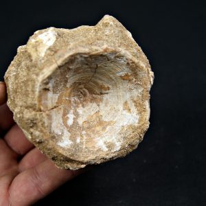 Vértebra de Enchodus ibicus