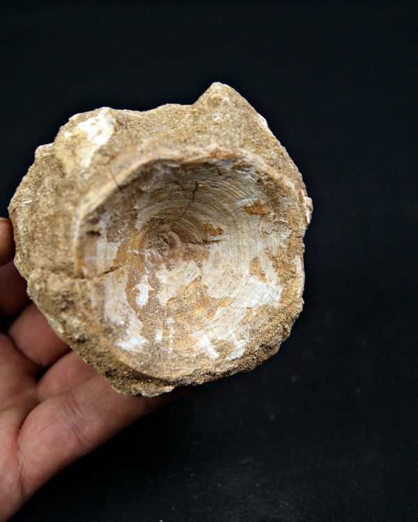 SONY DSC Vértebra de Enchodus ibicus