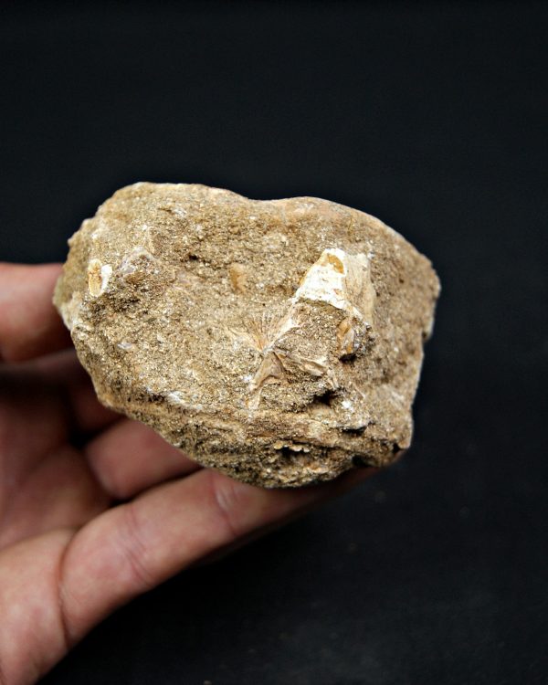 SONY DSC Vértebra de Enchodus ibicus