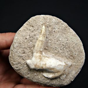 Enchodus lybicus, el pez “dientes de sable”