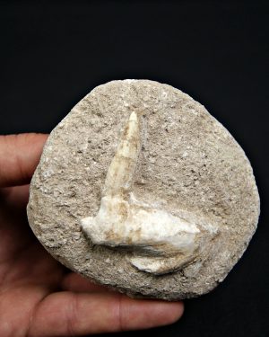 Enchodus lybicus, el pez “dientes de sable”