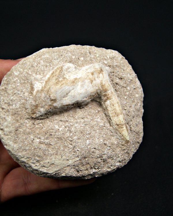 SONY DSC Enchodus lybicus, el pez “dientes de sable”