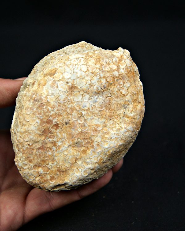 SONY DSC Mandíbula Eodiaphyodus granulosus