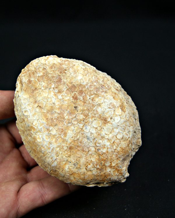 SONY DSC Mandíbula Eodiaphyodus granulosus