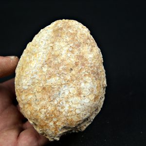 Mandíbula Eodiaphyodus granulosus