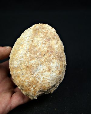 Mandíbula Eodiaphyodus granulosus