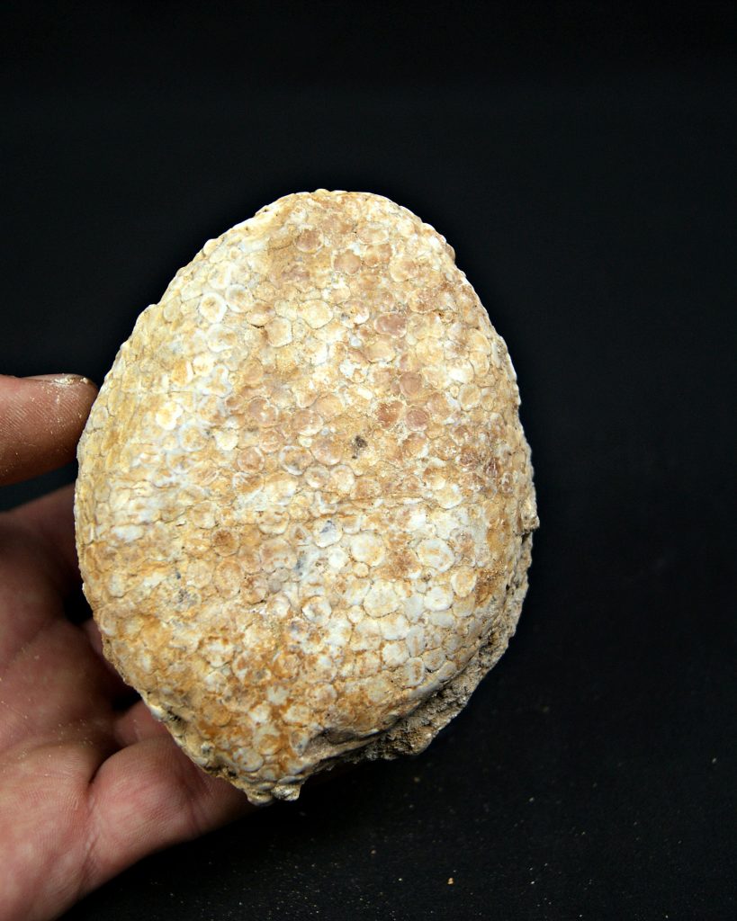 Mandíbula Eodiaphyodus granulosus