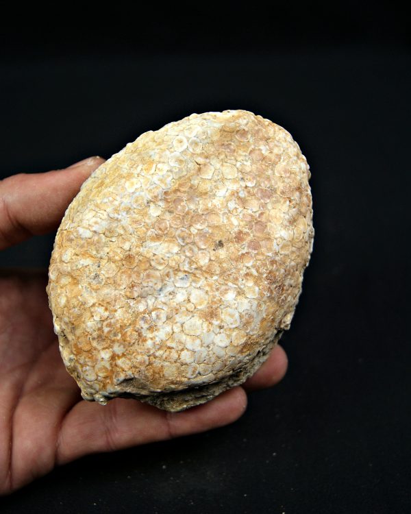 SONY DSC Mandíbula Eodiaphyodus granulosus