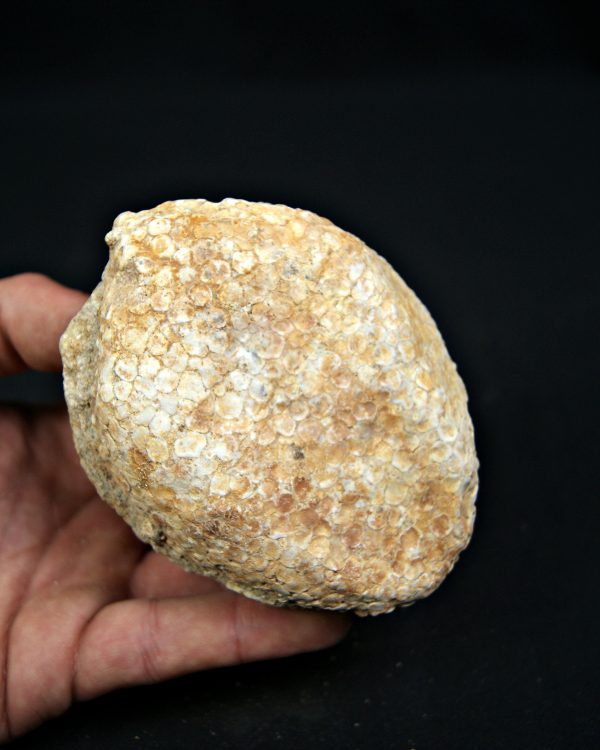 SONY DSC Mandíbula Eodiaphyodus granulosus