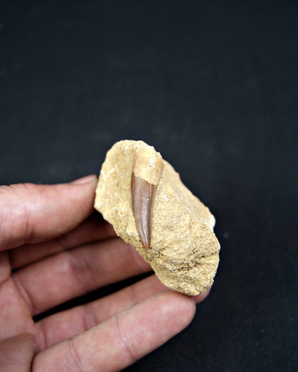 SONY DSC Diente de plesiosaurio