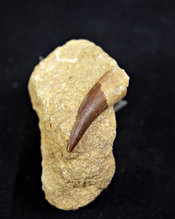 SONY DSC Diente de plesiosaurio