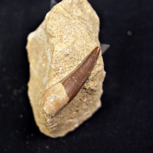 Diente de plesiosaurio