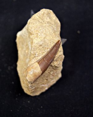 Diente de plesiosaurio