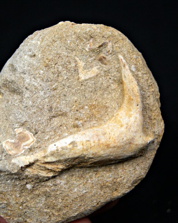 SONY DSC Enchodus lybicus