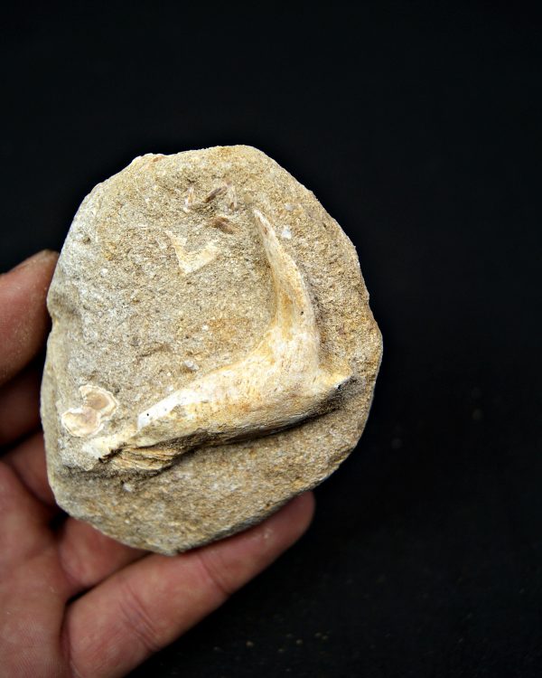 SONY DSC Enchodus lybicus