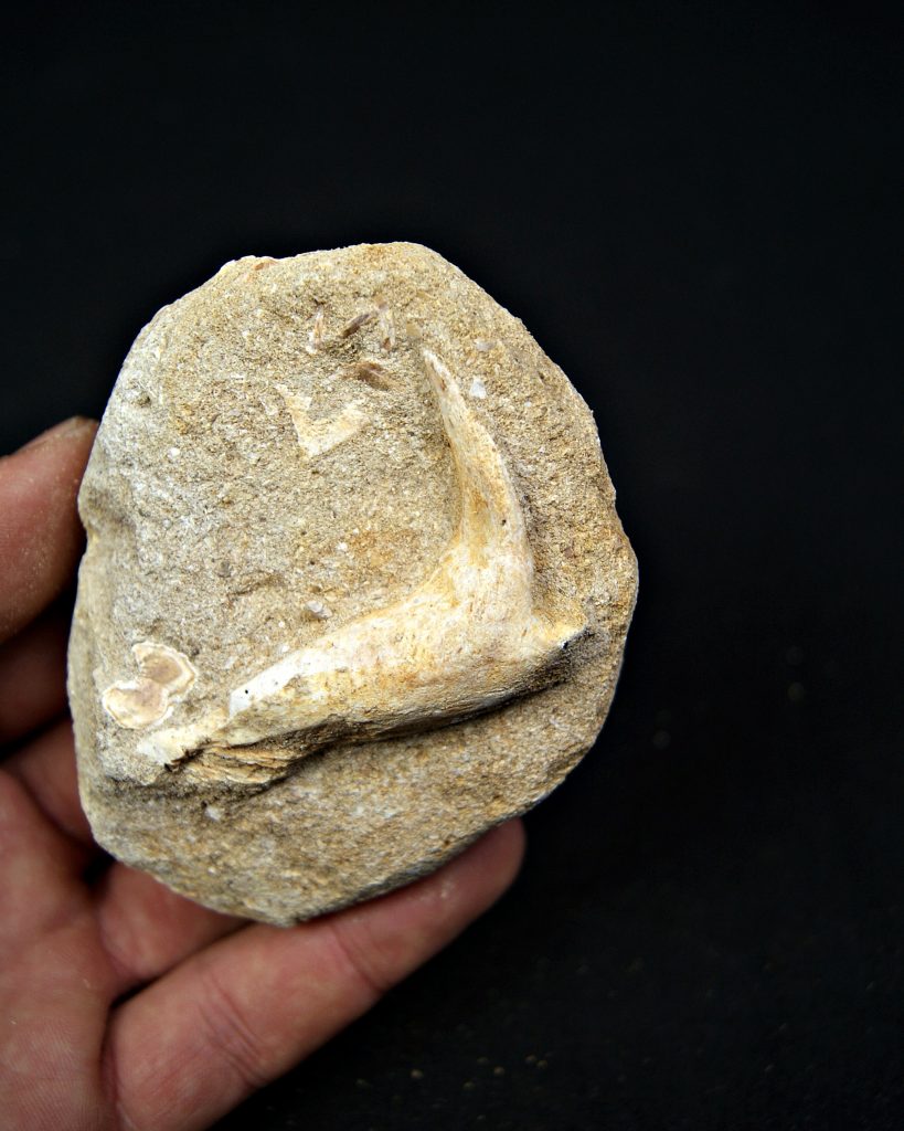 Enchodus lybicus