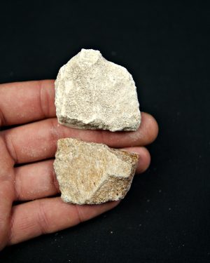 SONY DSC Caparazón de tortuga