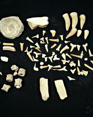 Colección de fósiles de las minas de fosfatos