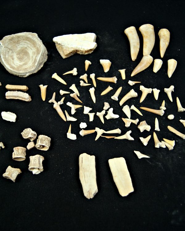 SONY DSC Colección de fósiles de las minas de fosfatos