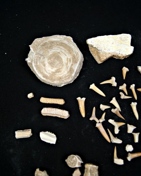 SONY DSC Colección de fósiles de las minas de fosfatos