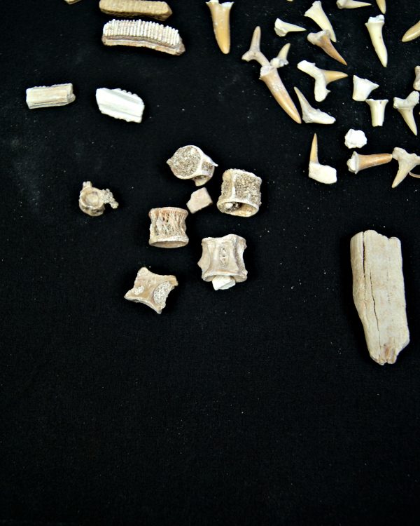 SONY DSC Colección de fósiles de las minas de fosfatos