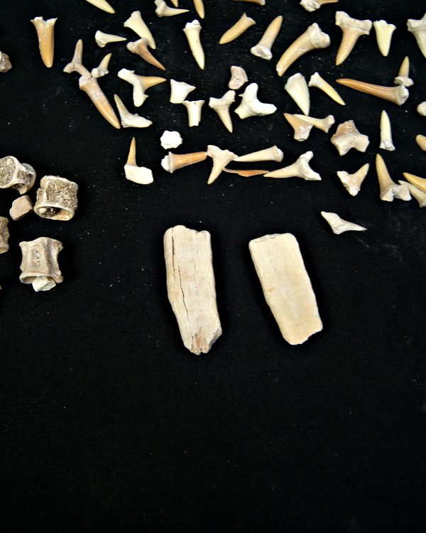 SONY DSC Colección de fósiles de las minas de fosfatos