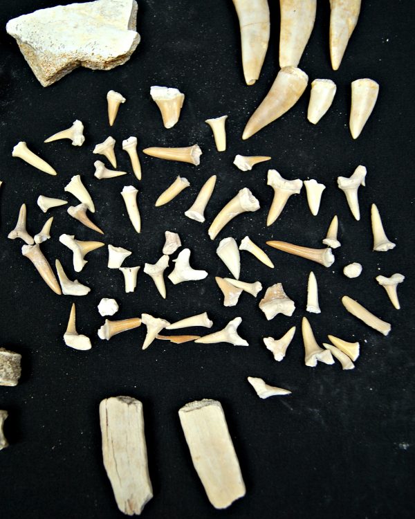 SONY DSC Colección de fósiles de las minas de fosfatos