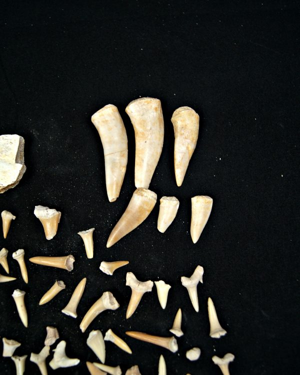 SONY DSC Colección de fósiles de las minas de fosfatos