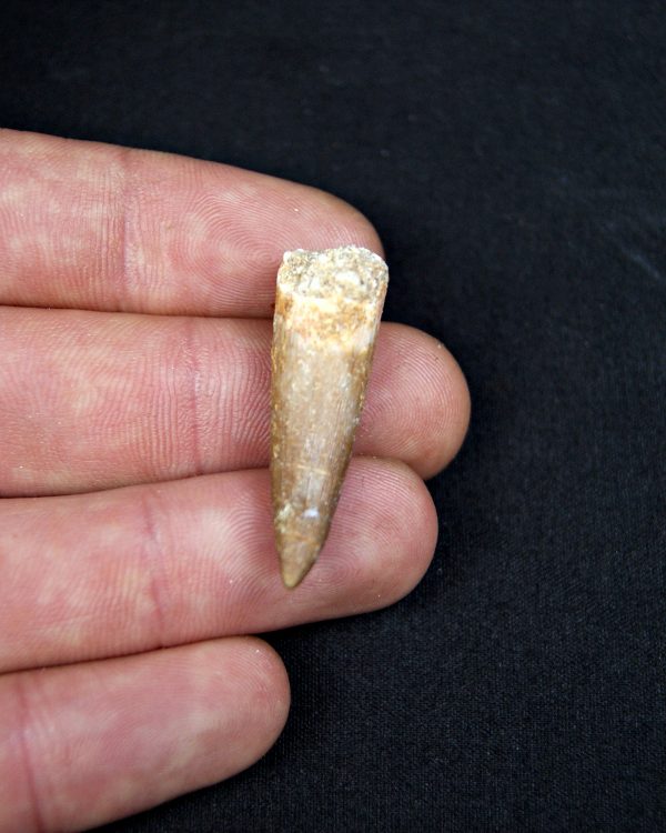 SONY DSC Diente de plesiosaurio