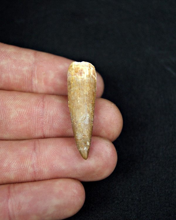 SONY DSC Diente de plesiosaurio