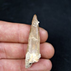 Diente de plesiosaurio