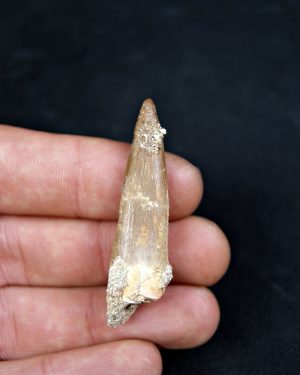 Diente de plesiosaurio