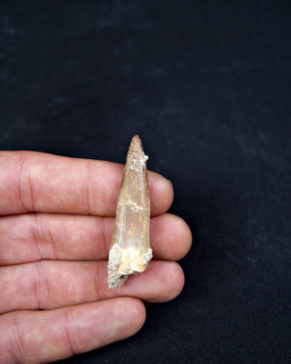 Diente de plesiosaurio