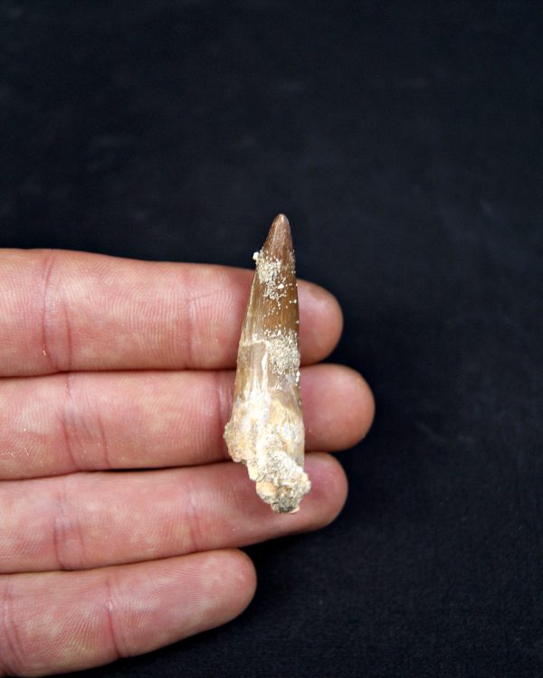 Diente de plesiosaurio